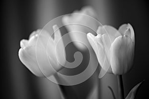Bouquet of tulips lit with daylight. Black and white