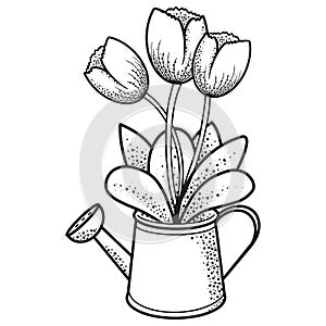 A bouquet of tulips standing in a watering can. Monochrome illustration on a transparent background
