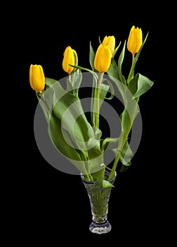 Bouquet of tulips Tulipa fosteriana on a dark background