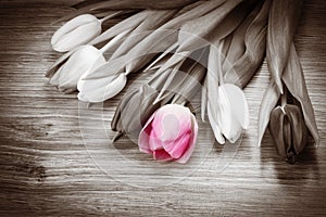 Bouquet of tulips