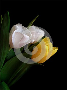 A bouquet of two white tulips and one yellow