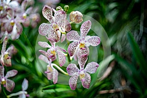 Bouquet of vanda orchid with blur background