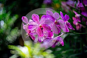Bouquet of vanda purple orchid with blur background