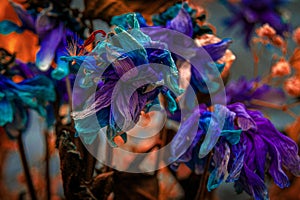 A bouquet of various faded flowers in close-up. Floral, colorful background