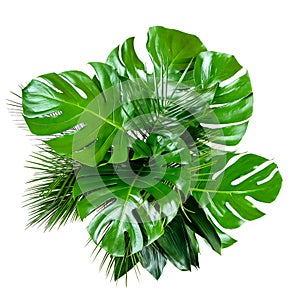Bouquet of various tropical leaves on white background