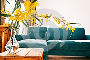 Bouquet in a vase against the background of the living room with a blue sofa, bright flowers of spring mimosa. Home interior