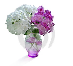 Bouquet in a vase of garden flowers cloves white pink Phlox isolated white background