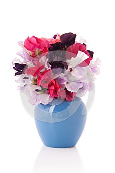 Bouquet Vetchling