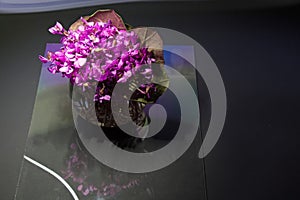 Bouquet of violet flowers or Viola Odorata in bowl