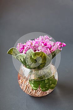 Bouquet of violet flowers or Viola Odorata in bowl