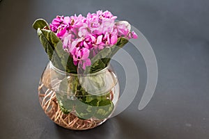 Bouquet of violet flowers or Viola Odorata in bowl