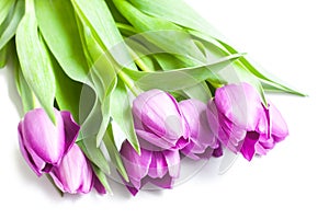 Bouquet of violet tulips