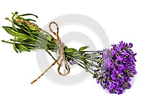 Bouquet of violet wild lavender flowers in dewdrops and tied wit