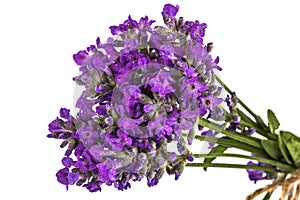 Bouquet of violet wild lavender flowers in dewdrops and tied wit