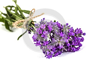 Bouquet of violet wild lavender flowers, tied with bow, isolated