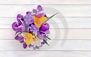 Bouquet of violet, yellow, white crocuses  and flowers hepatica  liverleaf or liverwort  on background of white painted wooden