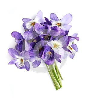 Bouquet of violets flowers