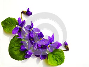 Bouquet of violets isolated on white background