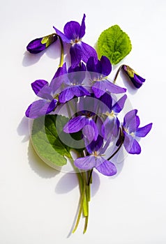 Bouquet of violets isolated on white background photo