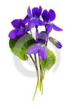 Bouquet of violets isolated on white background photo