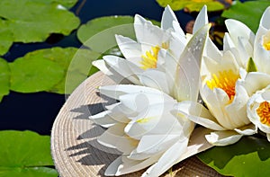 Bouquet water lily.