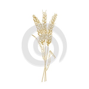 Bouquet of wheat ears hand drawn with contour lines on white background. Cultivated cereal plant, grain or crop
