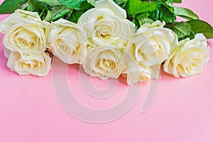 Bouquet of white blooming roses  on pastel pink background. Romantic floral frame. Copy space