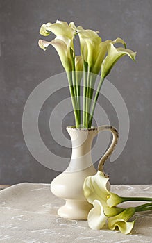 Bouquet of white calla flowers (Zantedeschia) in ceramic vase