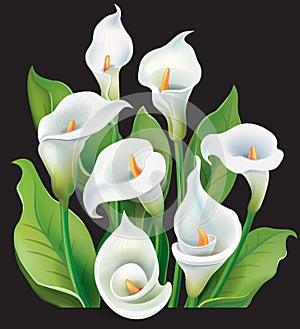 Bouquet of White Calla lilies