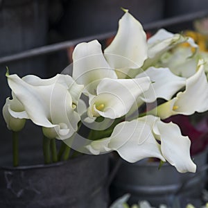 Bouquet of white callas on a show-window of flower shop