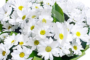 Bouquet of white camomiles, chrysanthemums.