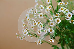 Bouquet of White Chamomile Daisies in Front of a Beige Wall