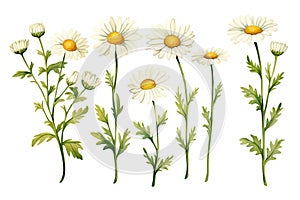 Bouquet with white chamomile flowers (Matricaria chamomilla, kamilla, scented mayweed