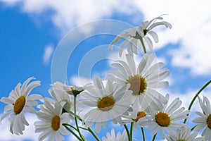 Bouquet of white chamomile flowers with yellow cores on backdrop with clear sky and clouds