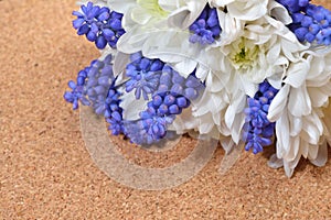 Bouquet of white chrysanthemum and blue grape hyacinth on cork b
