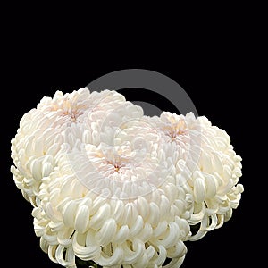 Bouquet of white chrysanthemums on a black background