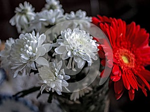 Bouquet of white chrysanthemums with red gerbera in a small vase, macro, soft focus