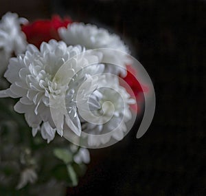 Bouquet of white chrysanthemums with red gerbera in a small vase, macro, soft focus