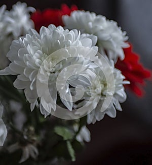 Bouquet of white chrysanthemums with red gerbera in a small vase, macro, soft focus