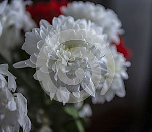 Bouquet of white chrysanthemums with red gerbera in a small vase, macro, soft focus