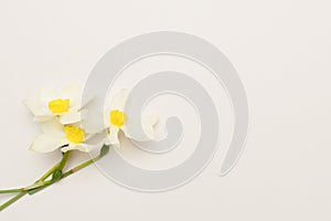 Bouquet of white daffodil flowers.