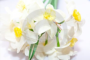 Bouquet of white daffodils on a white background