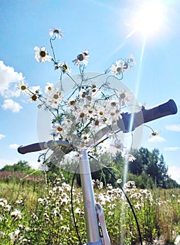 Bouquet of white daisies on the handlebars of a Bicycle. Summer picture on a walk