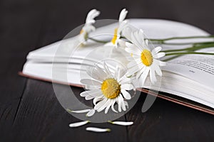 Bouquet of white daisies on old book