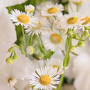 Bouquet of white gladioli. Whiteness delicate gladiolus flowers. Close-up, white background