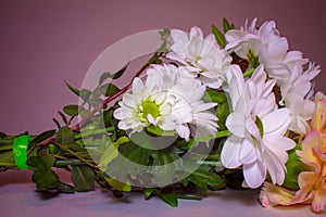Bouquet with white Daisy flowers close on a pink background