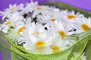 Bouquet of white daisy flowers on a orange background