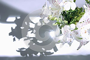 A bouquet of white flowers Alstroemeria stands on a white table under the rays of the sun from which a shadow falls. Flowers