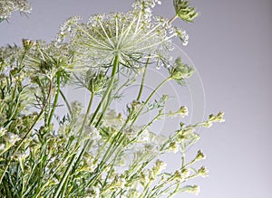 Bouquet of white flowers on a white background. Wild carrot and yarrow. Simple summer flower. Nature flora aesthetic