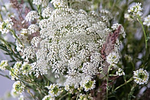 Bouquet of white flowers on a white background. Wild carrot and yarrow. Simple summer flower. Nature flora aesthetic